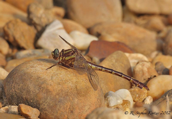 Gomphurus hybridus, female